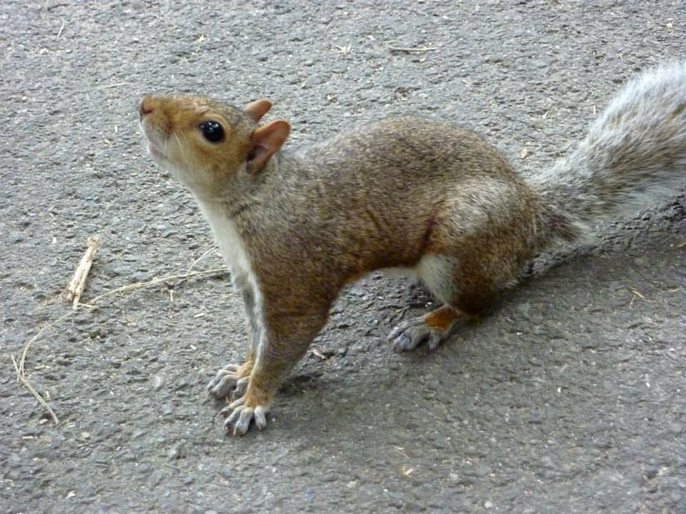 écureuils New York