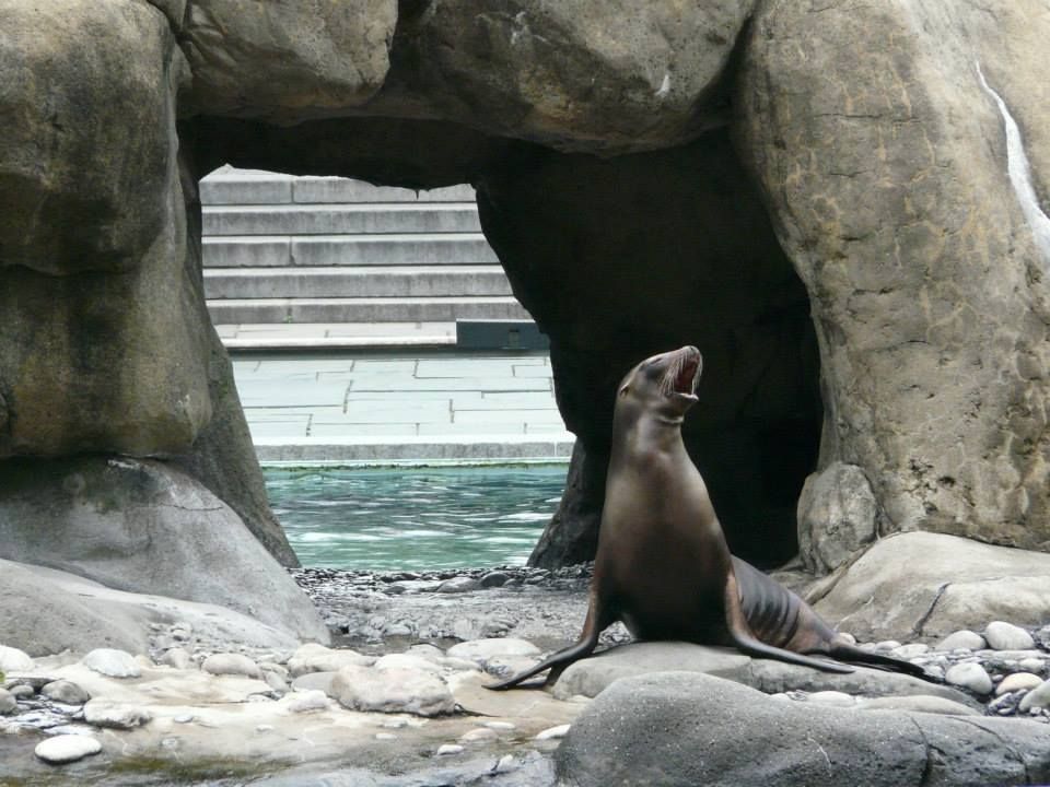 Otarie zoo de Central Park New York