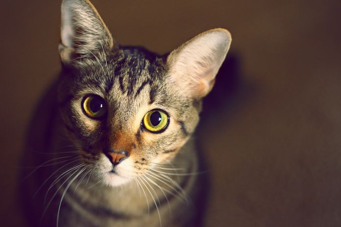 Un chat new-yorkais