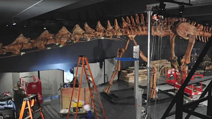 dinosaure new york musée d'histoire naturelle