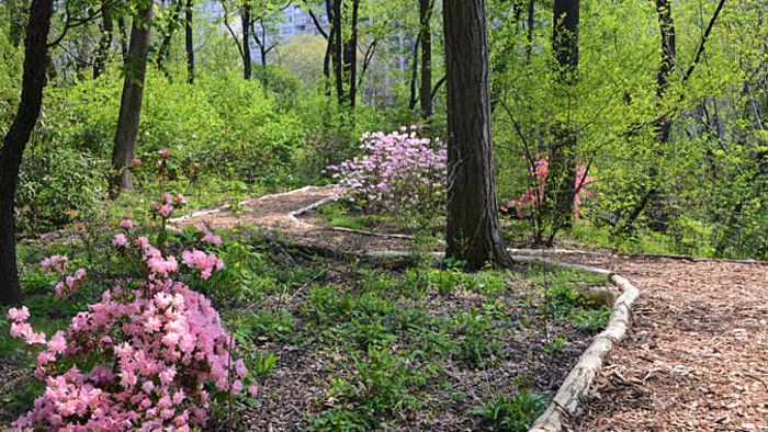 Visitez la forêt cachée de Central Park