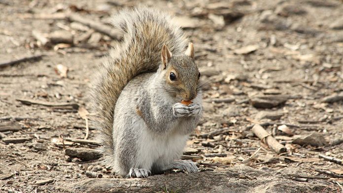 10 choses à savoir sur les écureuils de New York