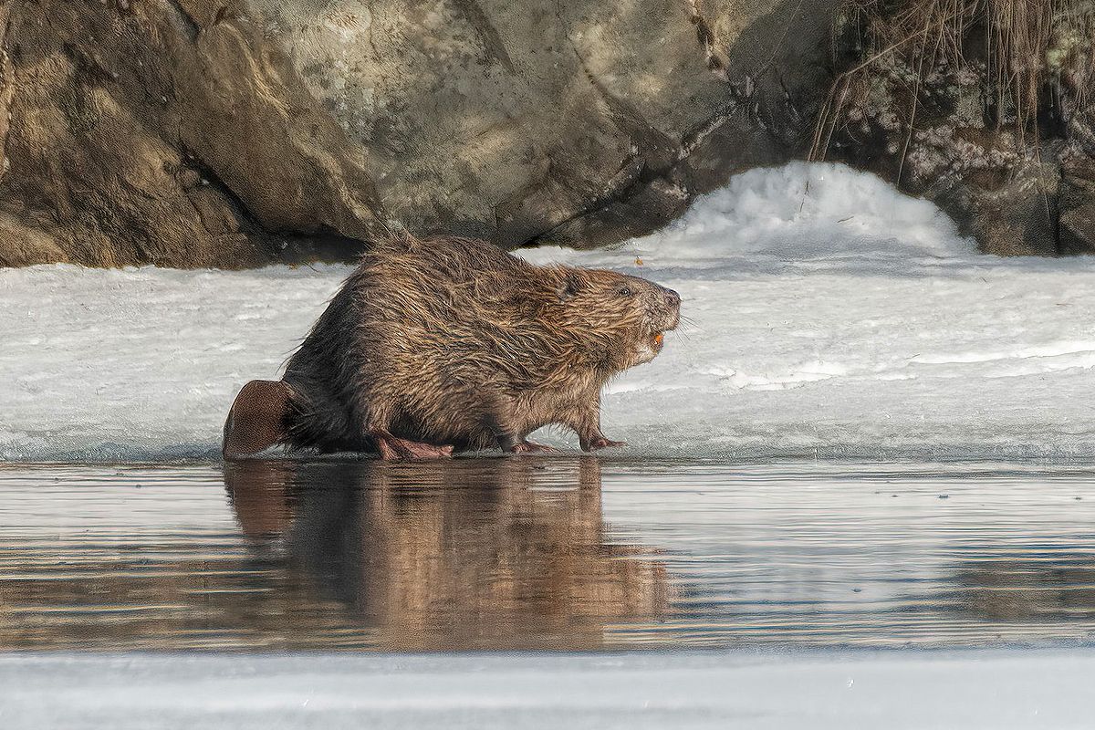 Le castor américain, un animal emblématique de New York