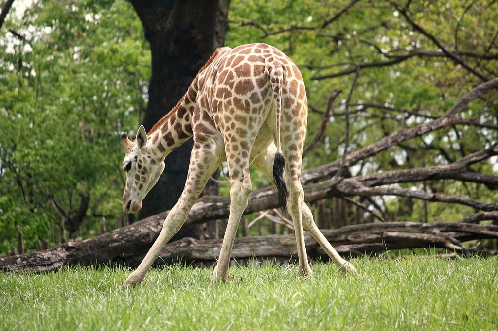 girafe zoo Bronx