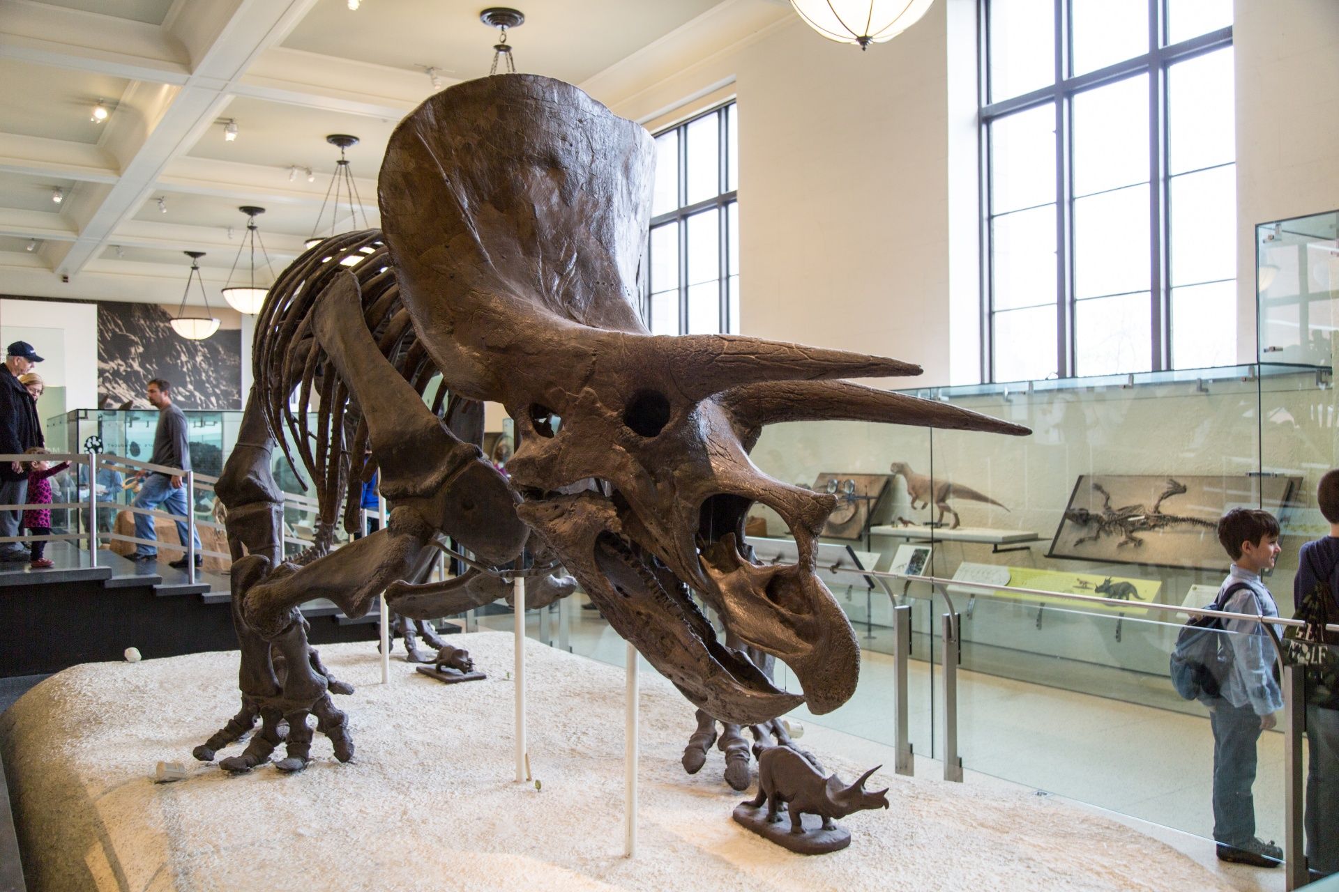 Tout sur le musée d’Histoire naturelle de New York