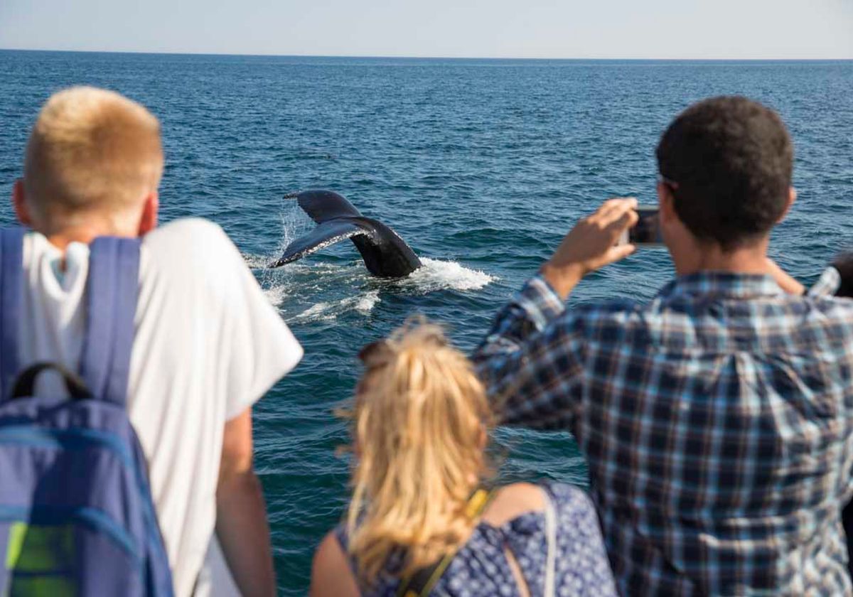 New York Whale Watching Cruises