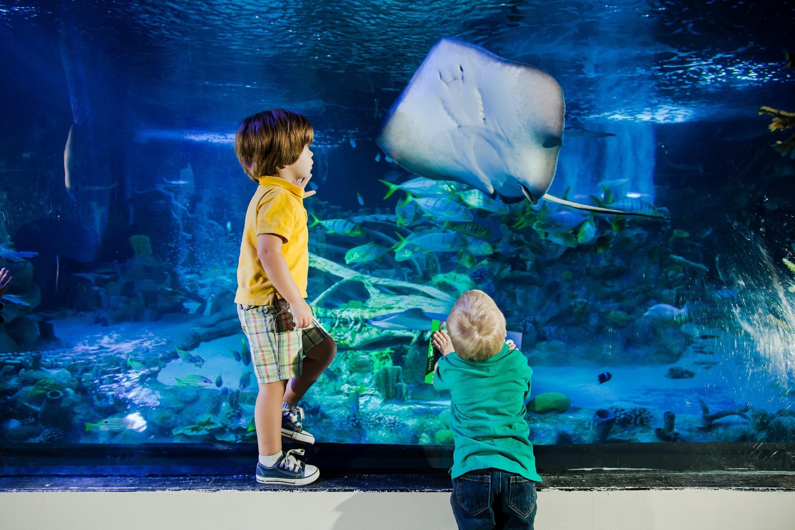 Enfants face à une raie dans l'aquarium SEA LIFE American Dream à New York