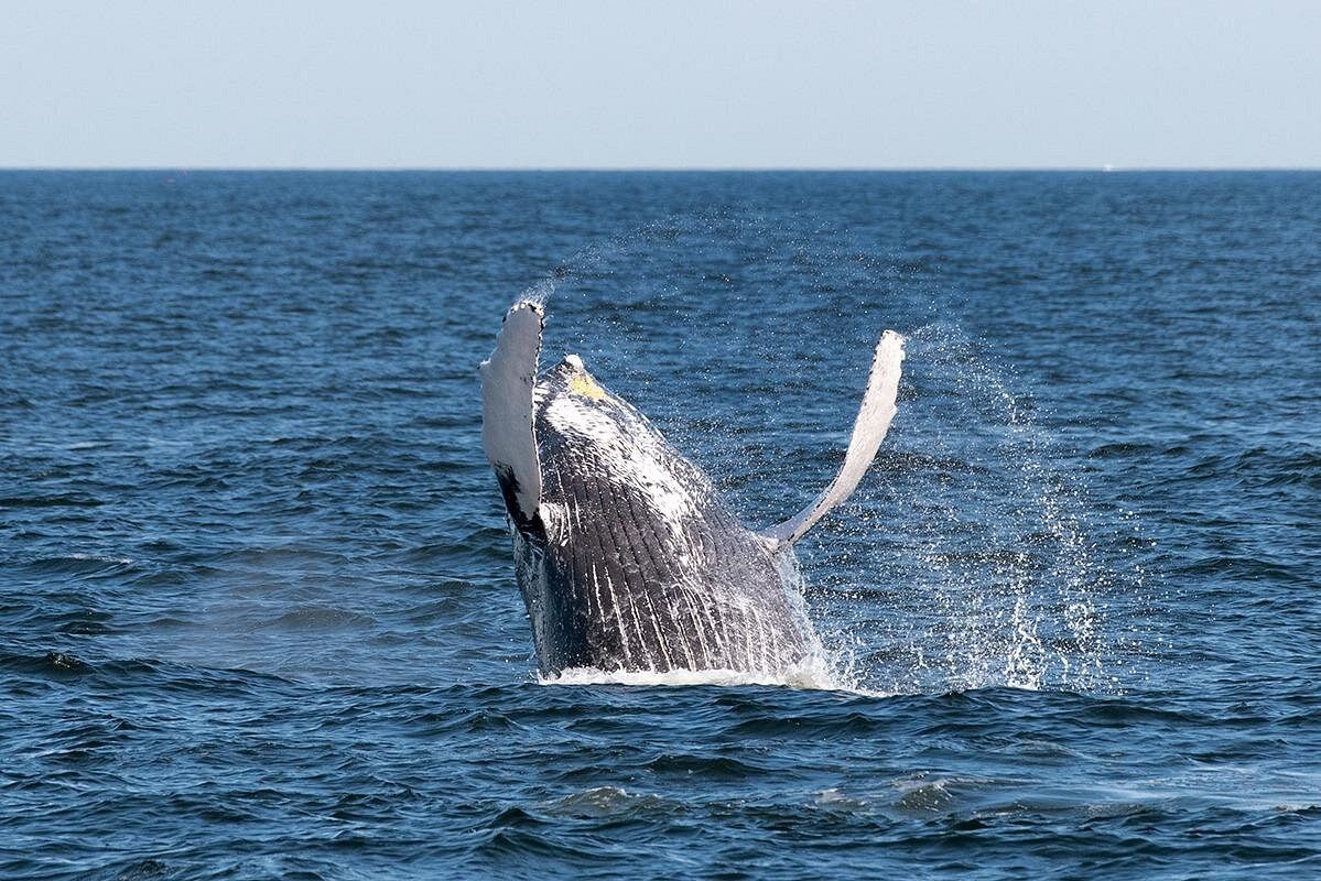 Baleine au large de New York