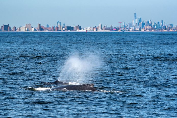 Deux baleines au large de New York avec Manhattan