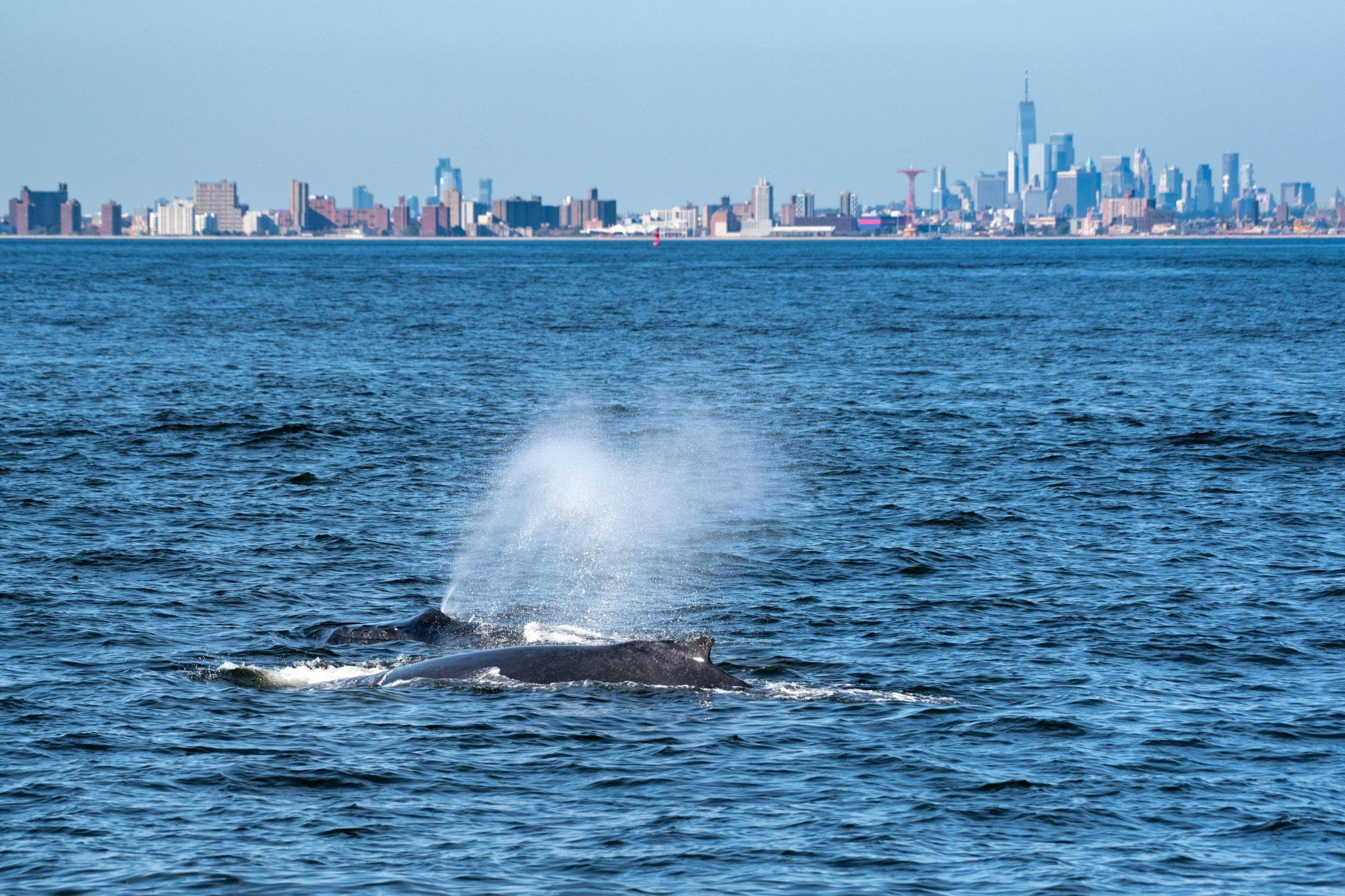 Deux baleines au large de New York avec Manhattan