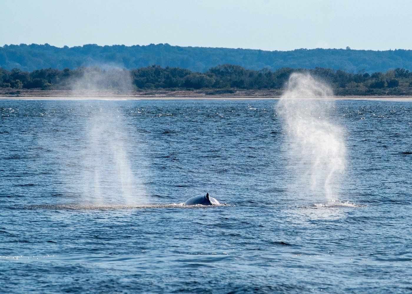 Baleines au large de Sandy Hook à New York