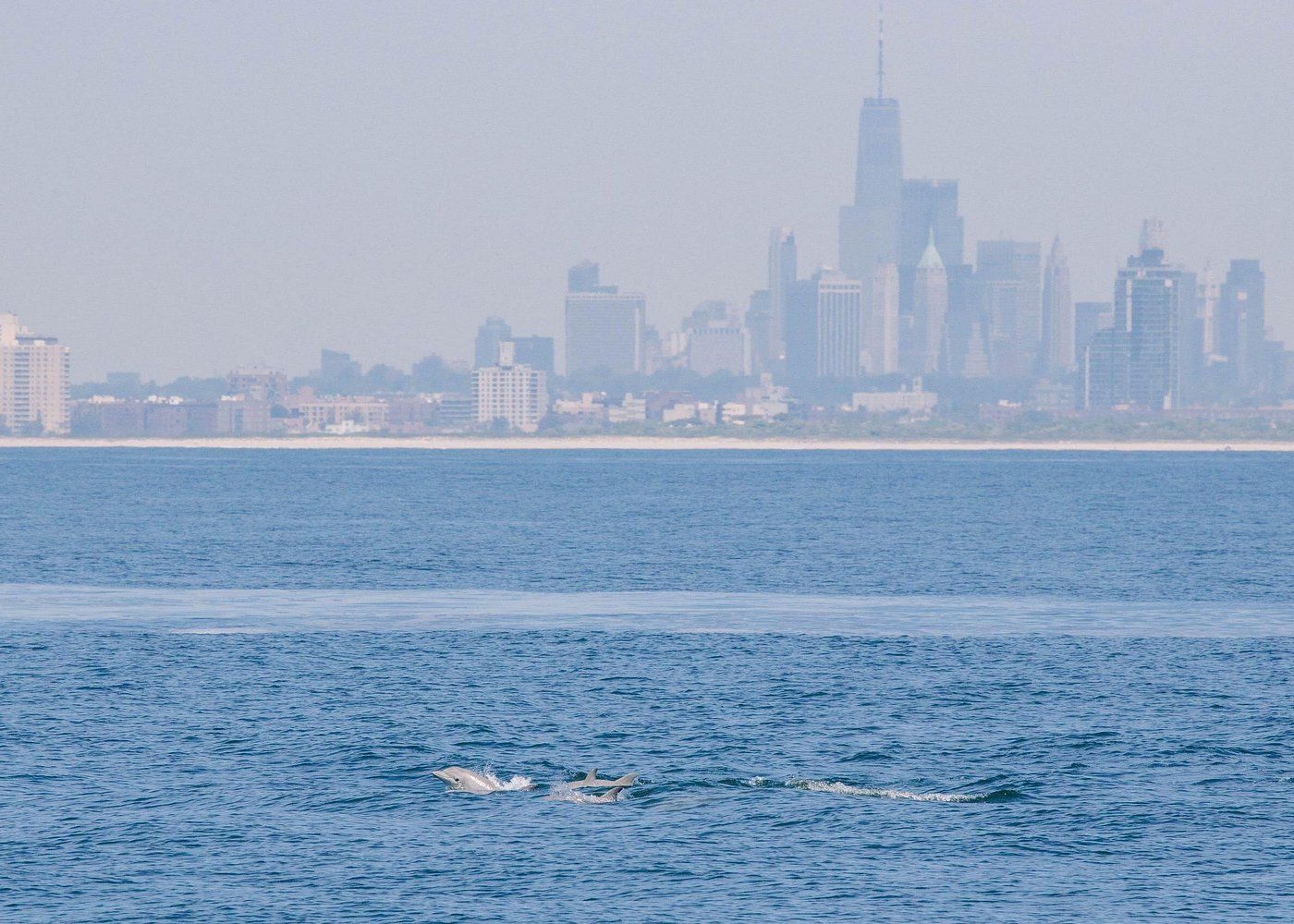 Dauphins dans la baie de New York