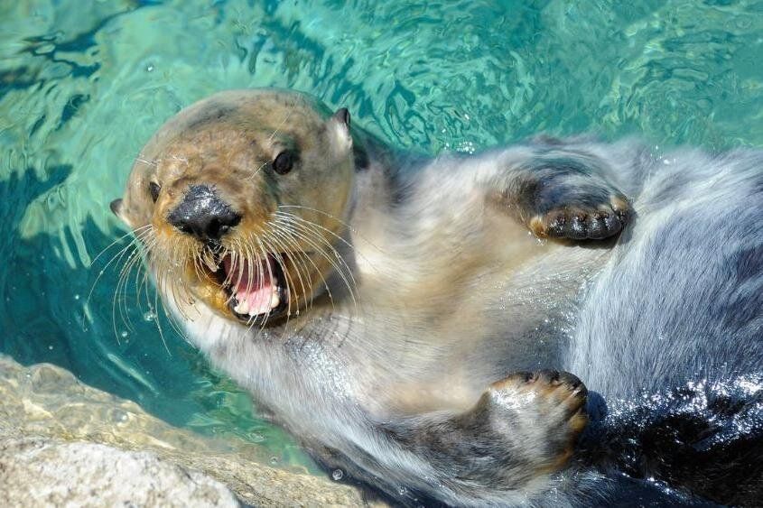 Loutre au New York Aquarium