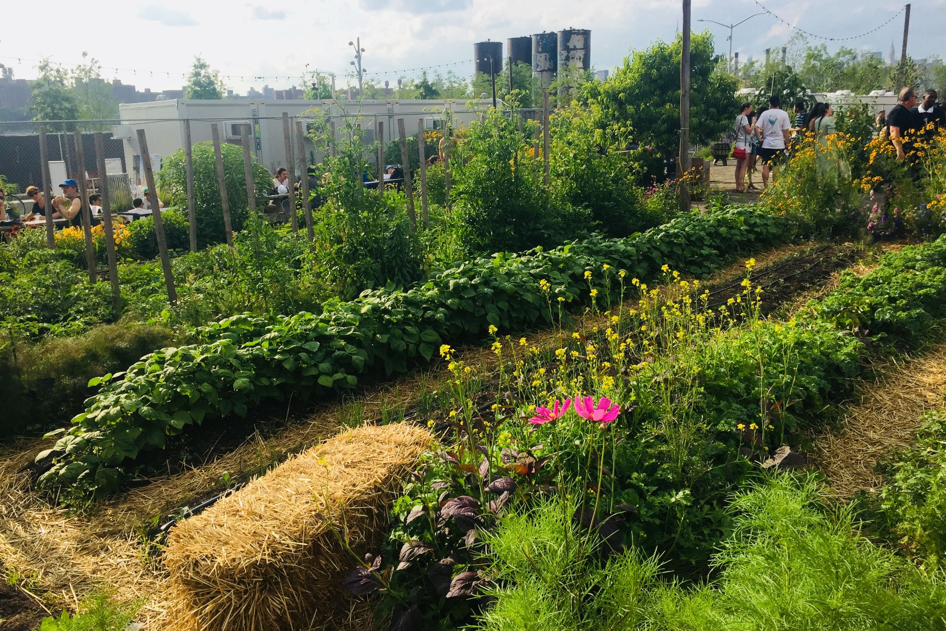 Jardins communautaires dans le quartier de Williamsburg à New York
