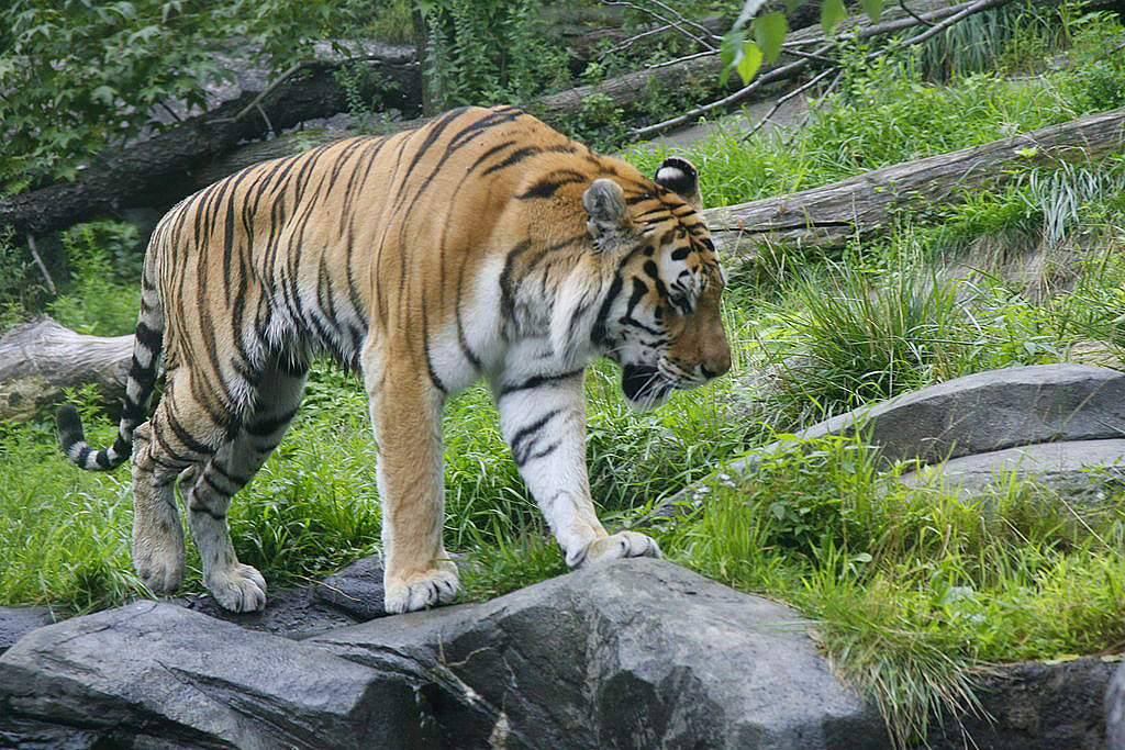 tigre zoo bronx